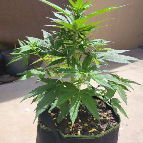 Runtz Auto growlog timeline photo