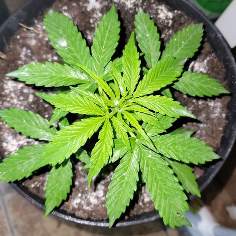 Súper Lemon Haze auto growlog timeline photo
