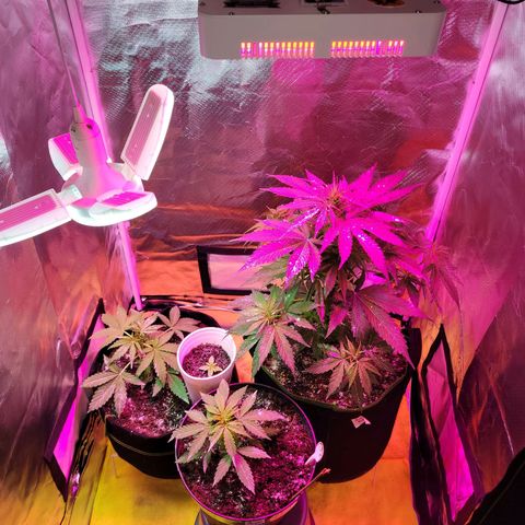 Súper Lemon Haze auto growlog photo: Tierra de diatomeas 