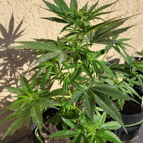 Runtz Auto growlog timeline photo