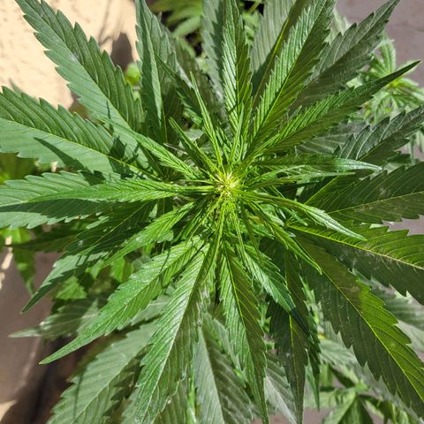 Runtz Auto growlog timeline photo