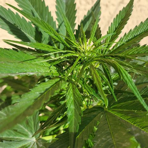 Runtz Auto growlog timeline photo