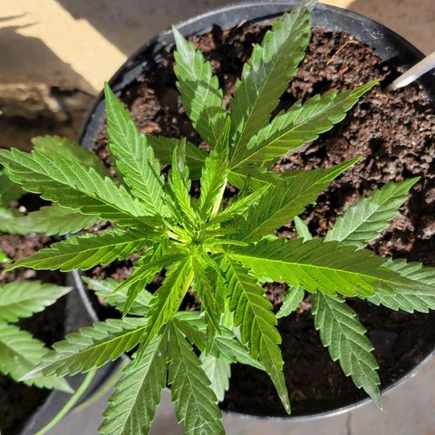 Súper Lemon Haze auto growlog timeline photo
