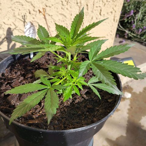 Súper Lemon Haze auto growlog timeline photo