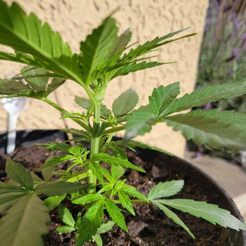 Súper Lemon Haze auto growlog timeline photo
