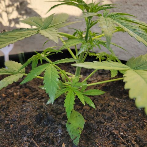Gorilla Glue #4 growlog timeline photo