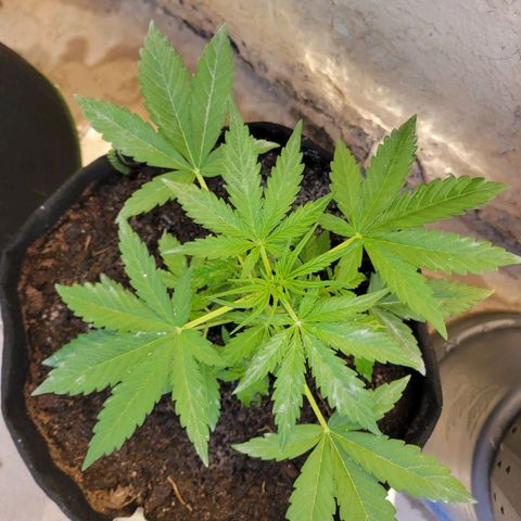 Gorilla Glue #4 growlog timeline photo