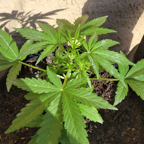 Gorilla Glue #4 growlog timeline photo