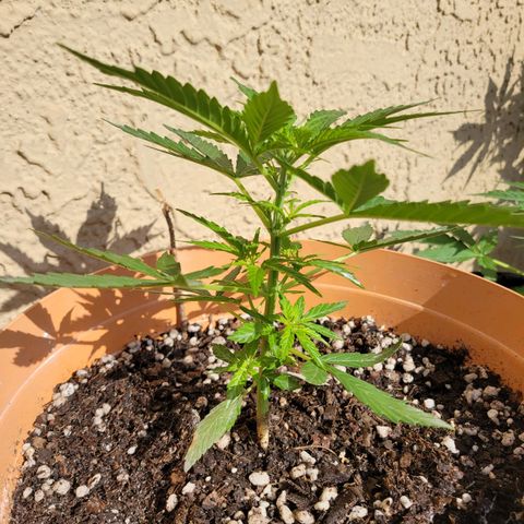 Súper Lemon Haze auto growlog timeline photo