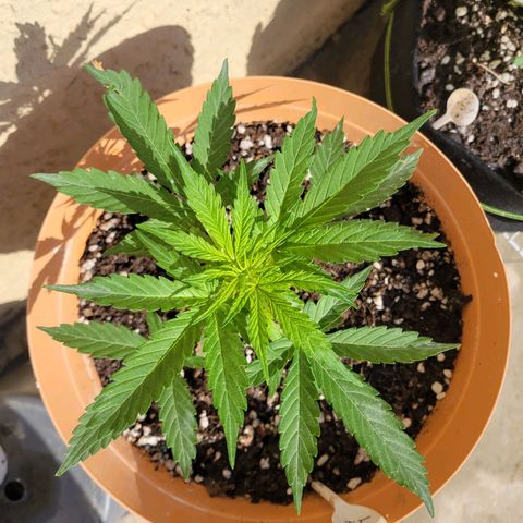 Súper Lemon Haze auto growlog timeline photo