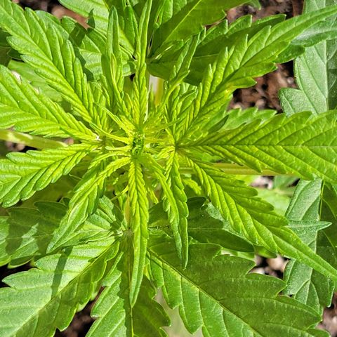 Súper Lemon Haze auto growlog timeline photo