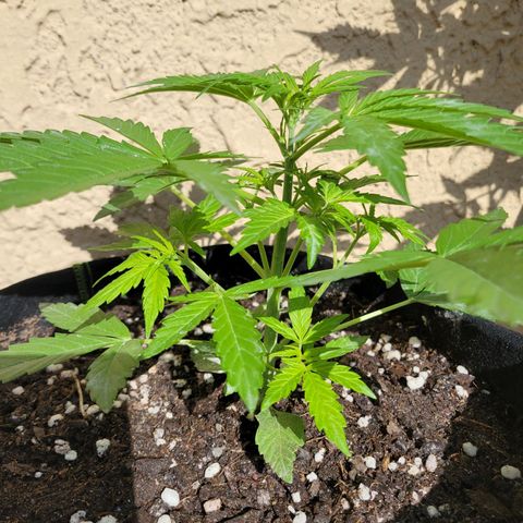 Gorilla Glue #4 growlog timeline photo