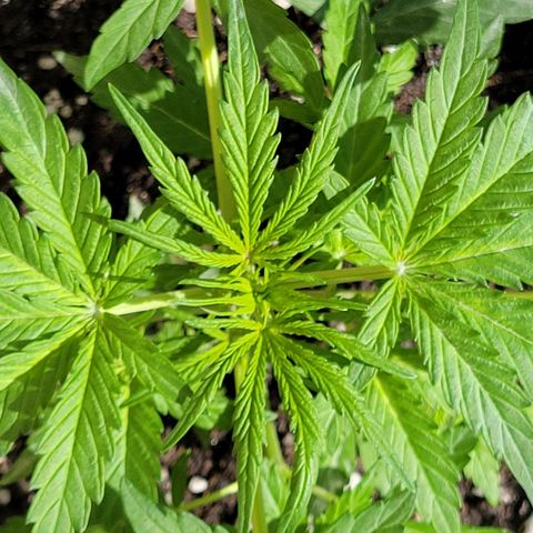 Gorilla Glue #4 growlog timeline photo