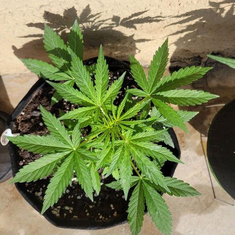 Gorilla Glue #4 growlog timeline photo