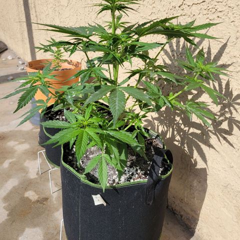 Runtz Auto growlog timeline photo