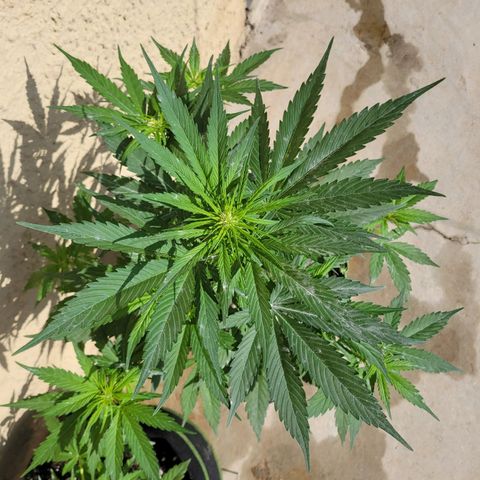 Runtz Auto growlog timeline photo