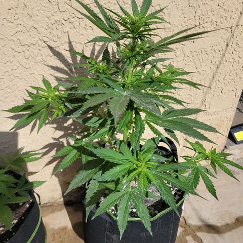 Runtz Auto growlog timeline photo