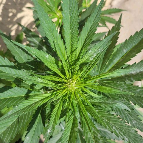 Runtz Auto growlog timeline photo