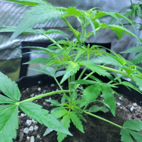 Gorilla Glue #4 growlog timeline photo