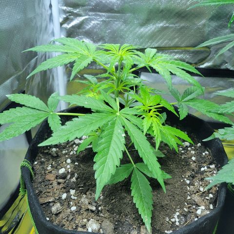 Gorilla Glue #4 growlog timeline photo