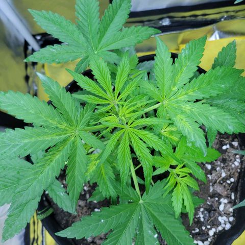 Gorilla Glue #4 growlog timeline photo