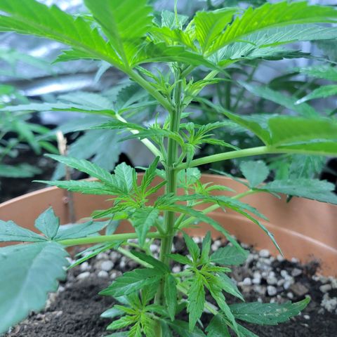 Súper Lemon Haze auto growlog timeline photo