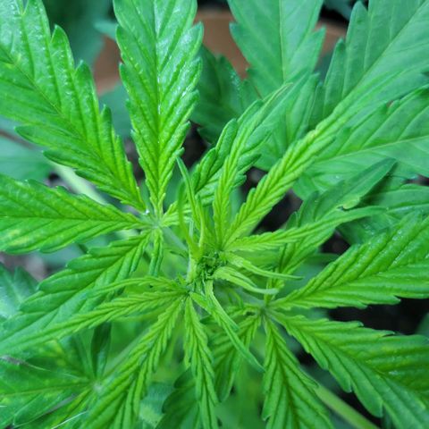 Súper Lemon Haze auto growlog timeline photo