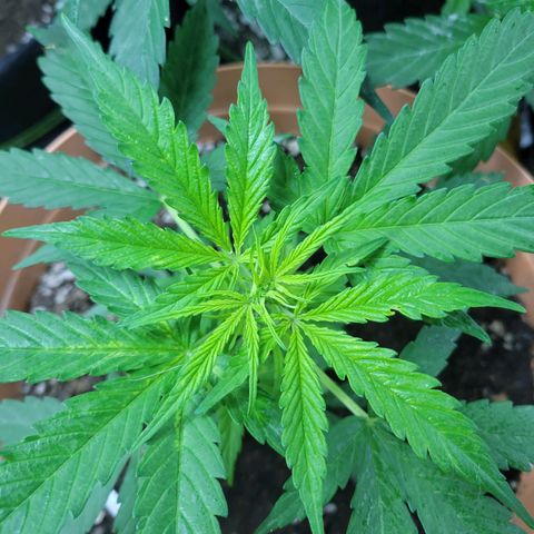 Súper Lemon Haze auto growlog timeline photo