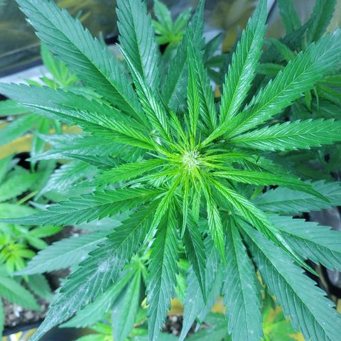 Runtz Auto growlog timeline photo