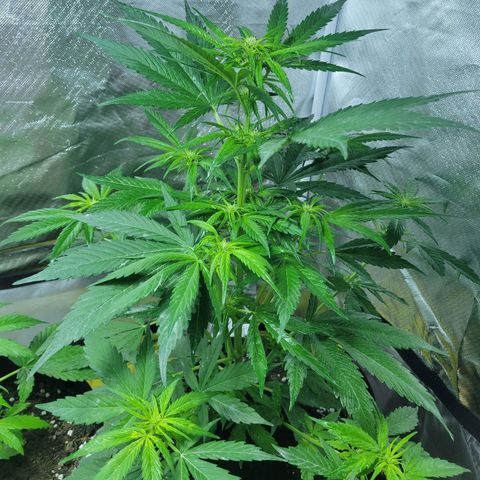 Runtz Auto growlog timeline photo