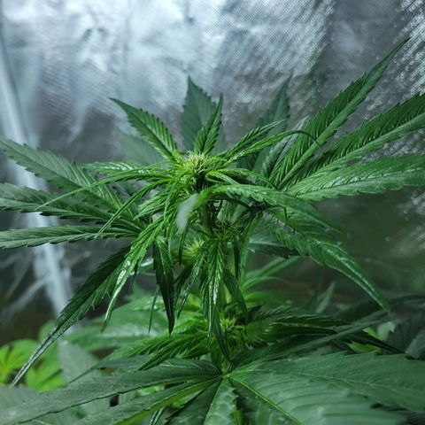 Runtz Auto growlog timeline photo