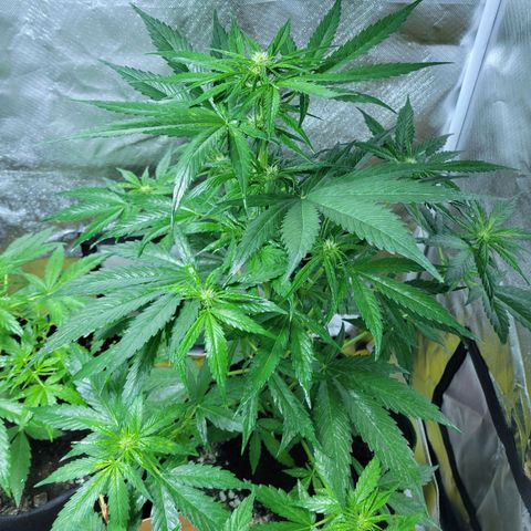 Runtz Auto growlog timeline photo