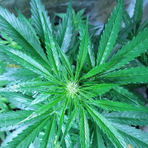 Runtz Auto growlog timeline photo