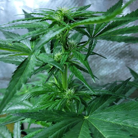 Runtz Auto growlog timeline photo
