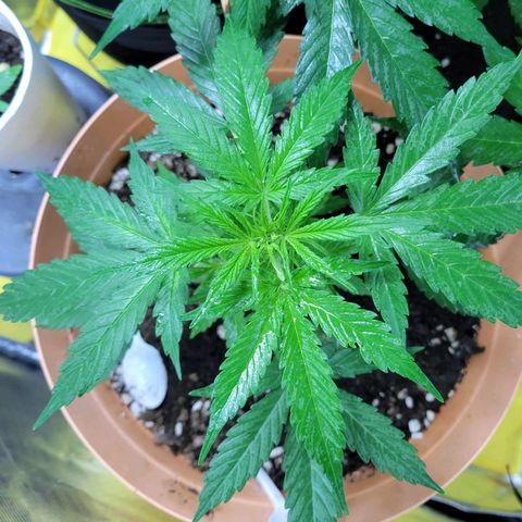 Súper Lemon Haze auto growlog timeline photo
