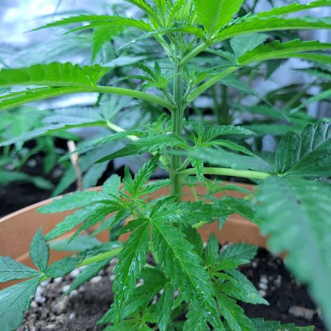 Súper Lemon Haze auto growlog timeline photo