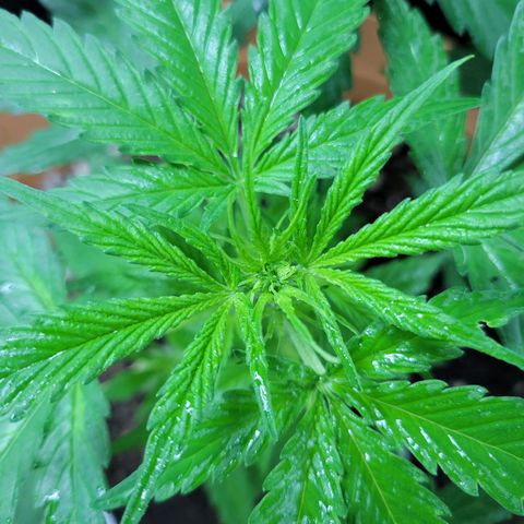 Súper Lemon Haze auto growlog timeline photo