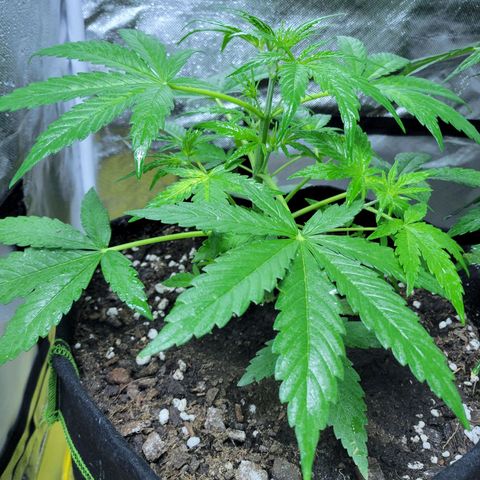 Gorilla Glue #4 growlog timeline photo