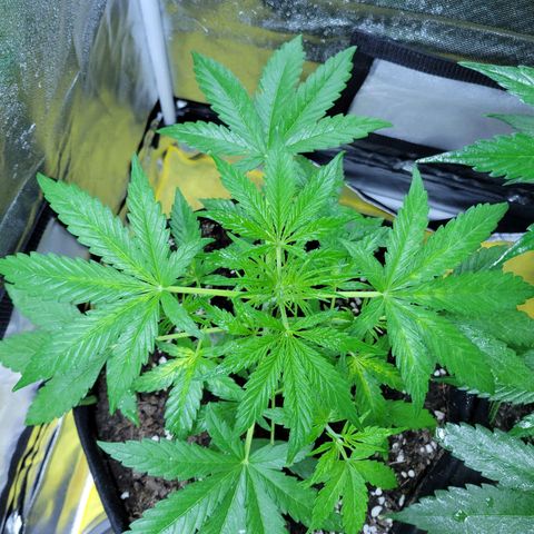 Gorilla Glue #4 growlog timeline photo