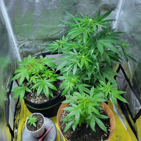 Súper Lemon Haze auto growlog timeline photo