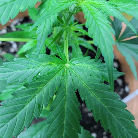 Súper Lemon Haze auto growlog timeline photo