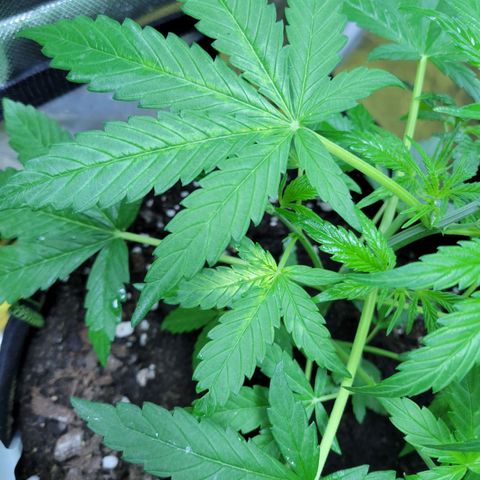 Gorilla Glue #4 growlog timeline photo
