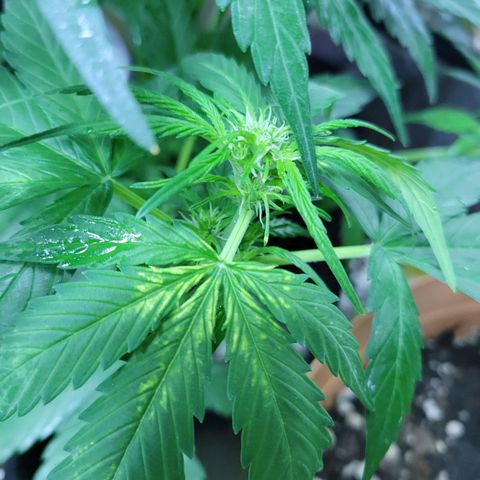 Runtz Auto growlog timeline photo