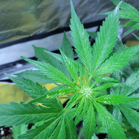 Runtz Auto growlog timeline photo