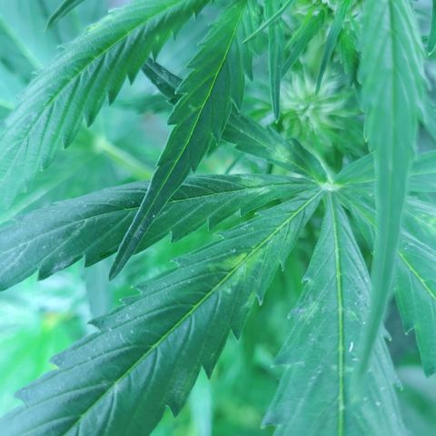 Runtz Auto growlog timeline photo