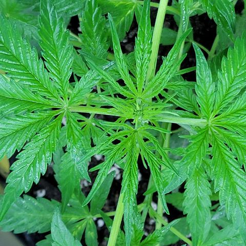Gorilla Glue #4 growlog timeline photo