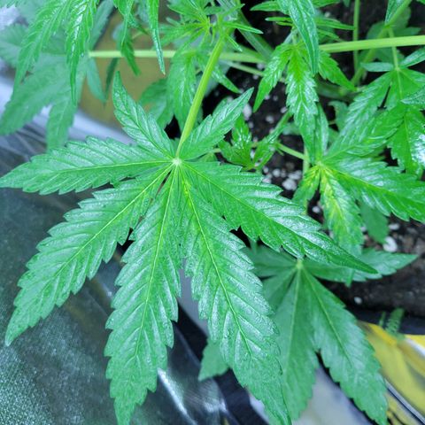 Gorilla Glue #4 growlog timeline photo