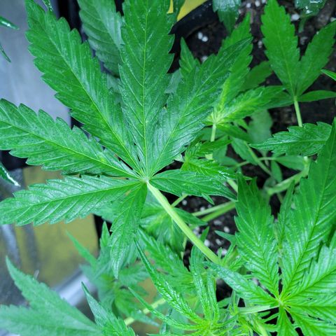 Gorilla Glue #4 growlog timeline photo