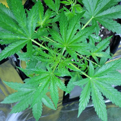 Gorilla Glue #4 growlog timeline photo
