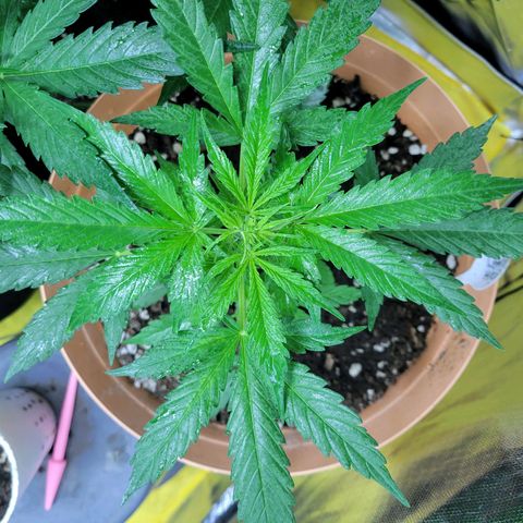 Súper Lemon Haze auto growlog timeline photo